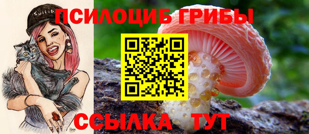 Ейск  где продают наркотики  Вход с VPN  Псилоцибиновые грибы Cubensis 